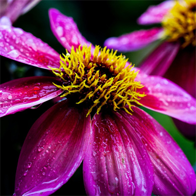 Purple coneflower plant image