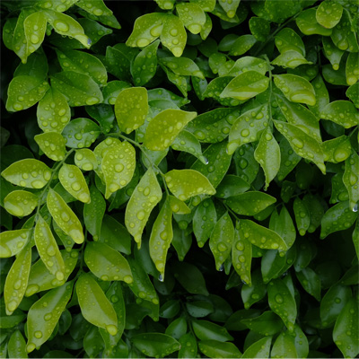 Green leaves on the tree branches