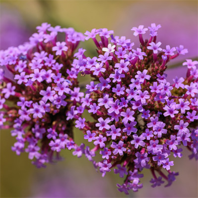 Purple verbena flowers image