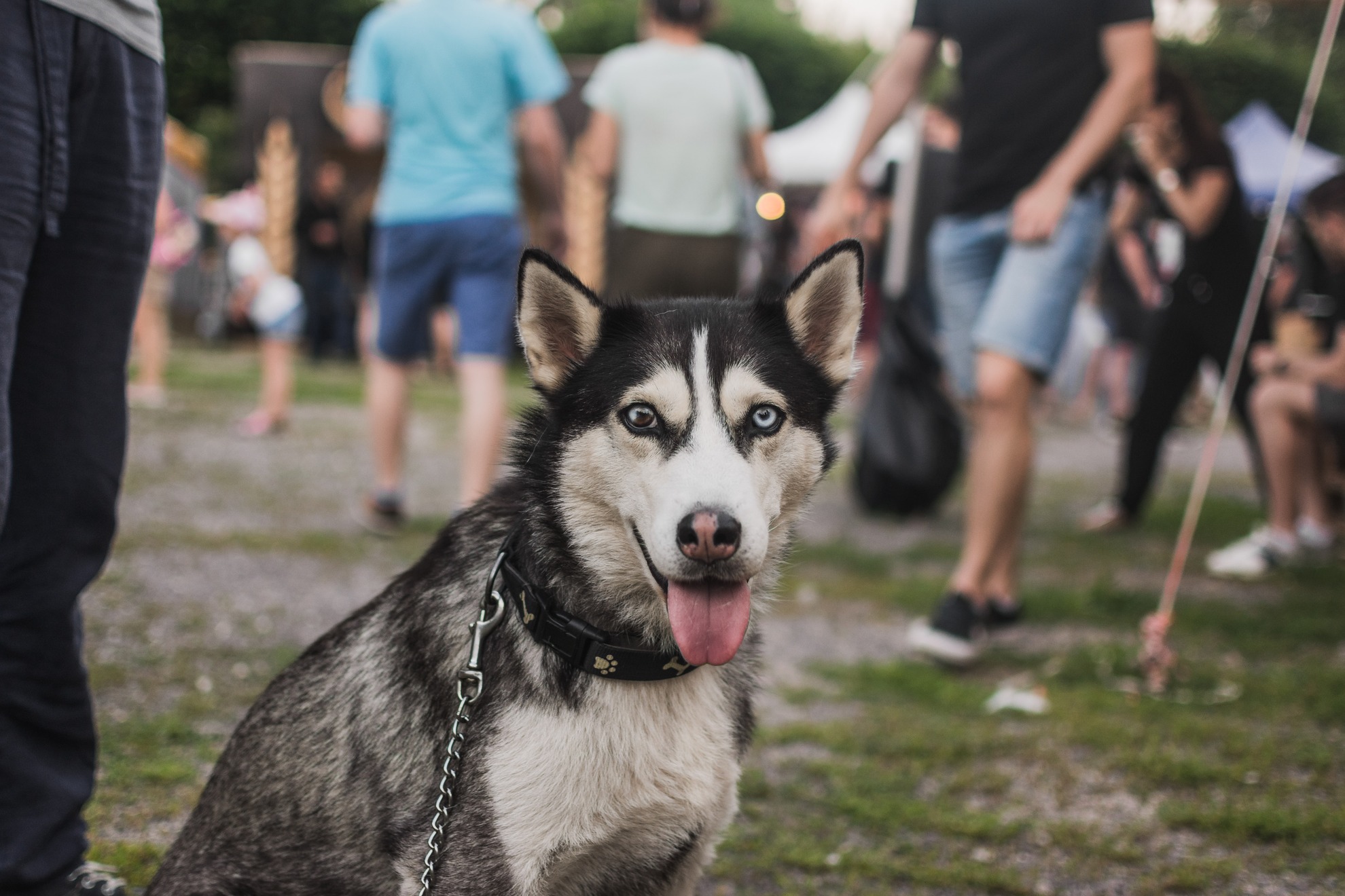 Happy Puppy