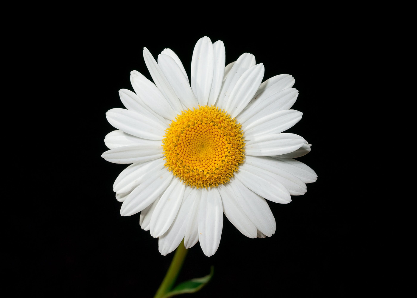 Daisies plant
