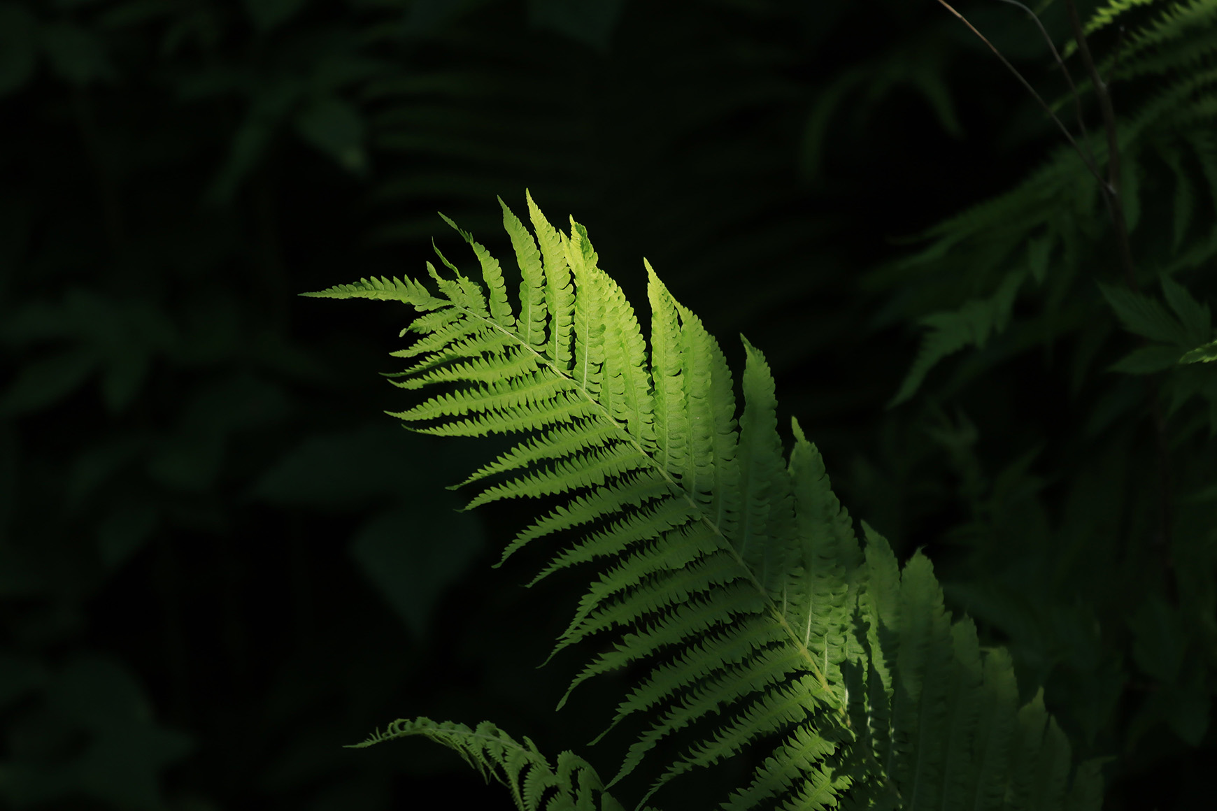 Fern plant leave