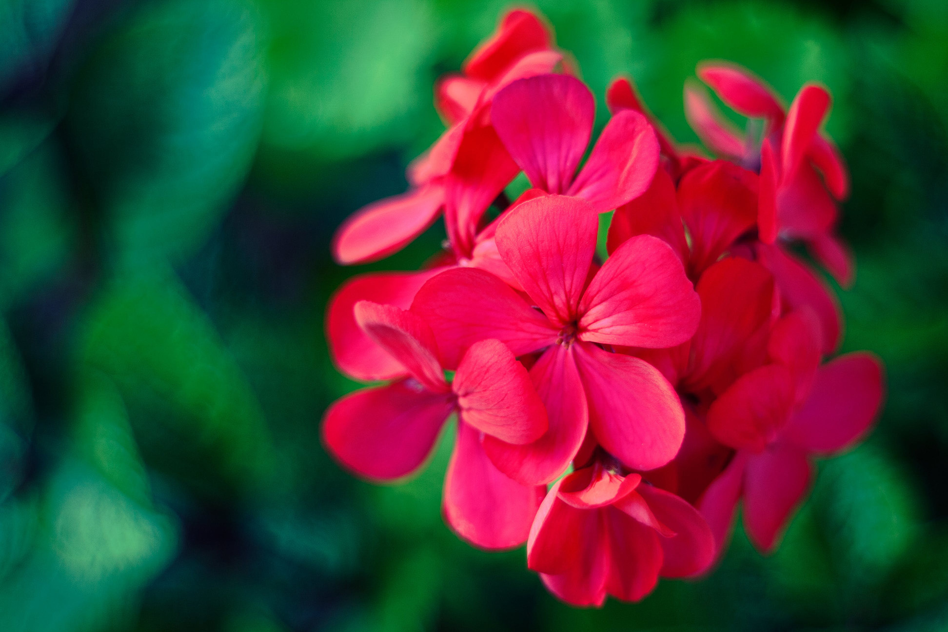 Red geranium plant