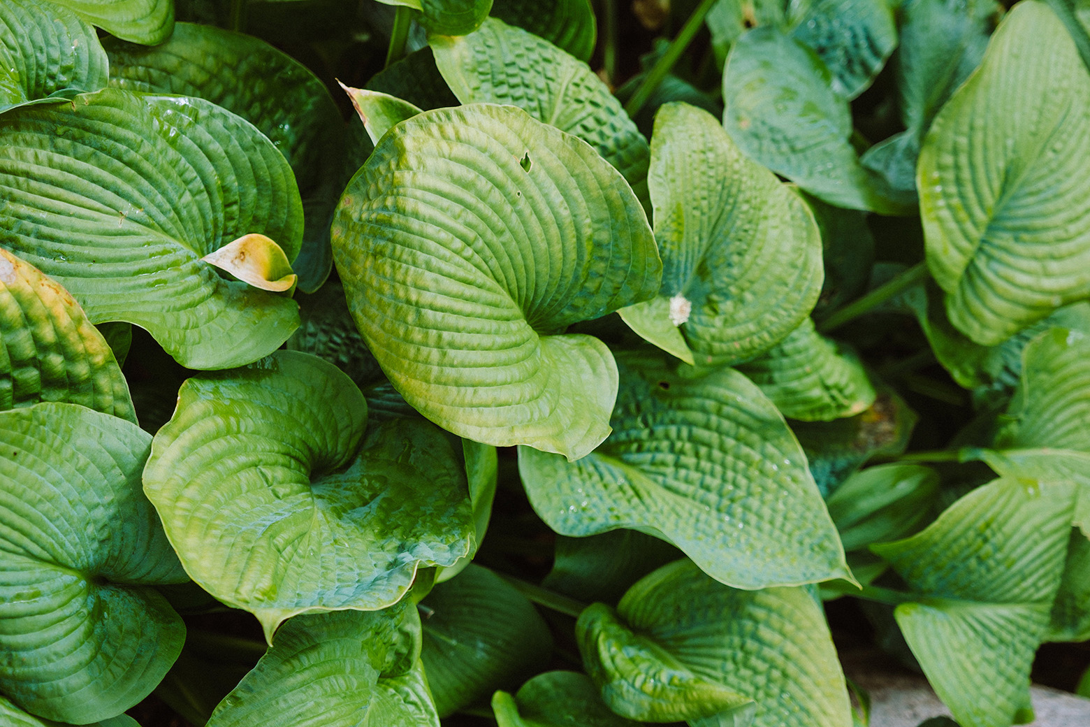 Hosta plants