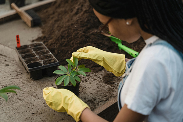 Sprout & Grow employee working at nursery