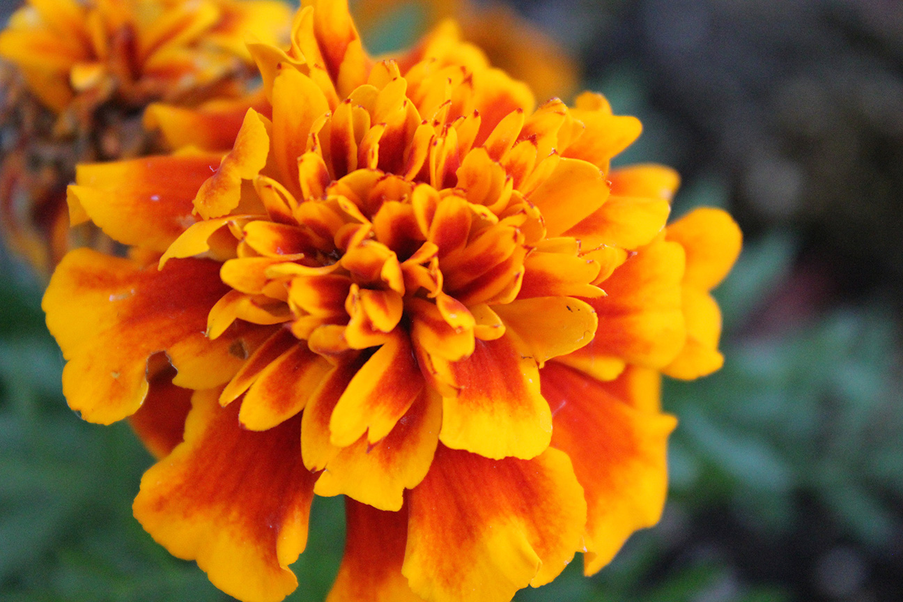 Marigold plant