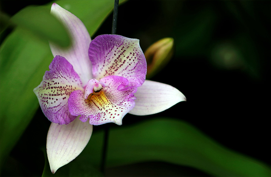 Purple orchid plant