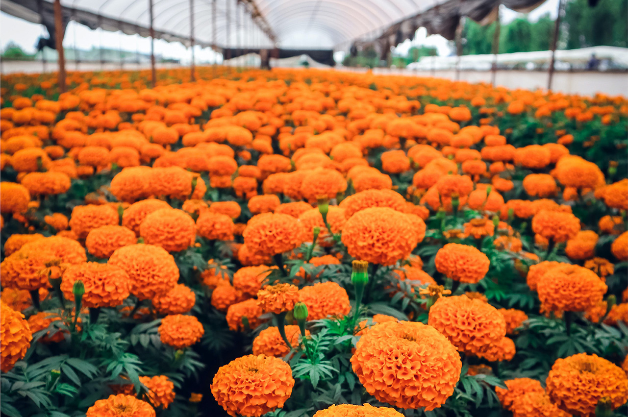 Marigold garden in nursery