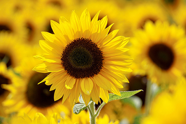 Sunflower plant