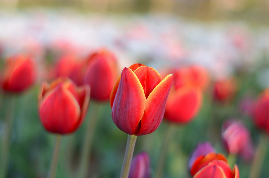 Red Tulips plants