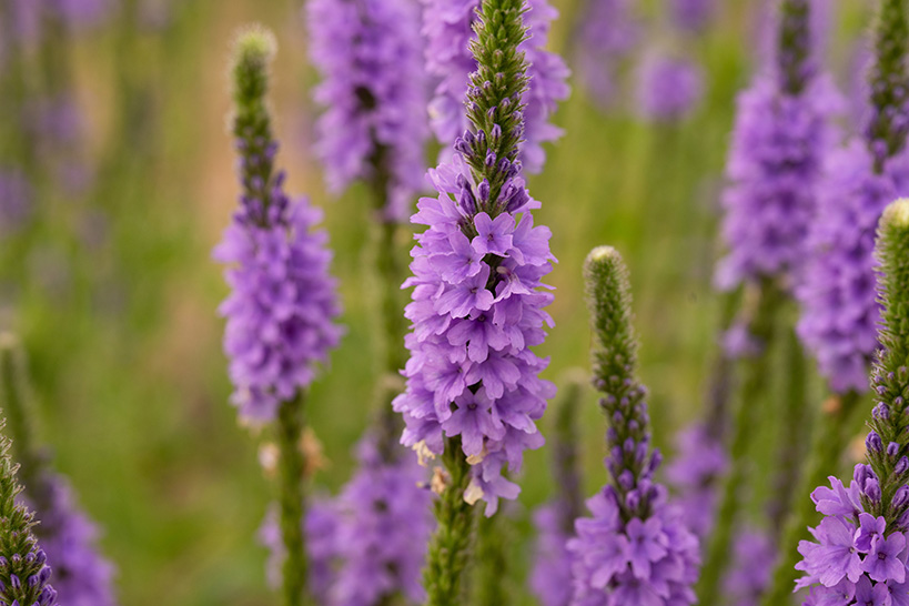 Vervain plant